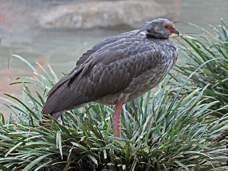 File:Southern Screamer RWD3.jpg