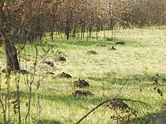 Burrows near Mykolaiv Spalax zemni 26623146.jpg