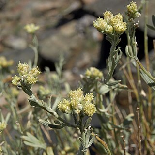 <i>Sphaeromeria cana</i> Species of plant