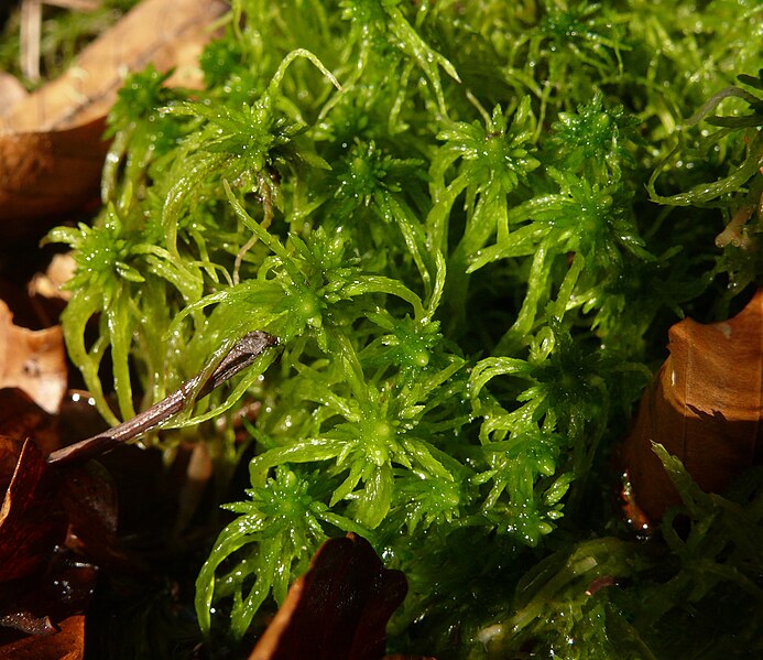 File:Sphagnum fimbriatum 030208.jpg