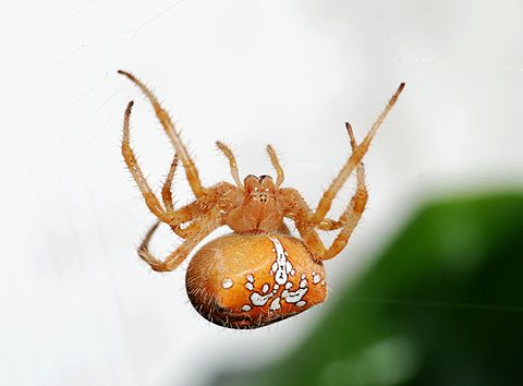 In web, showing the eyes, palps and chelicerae