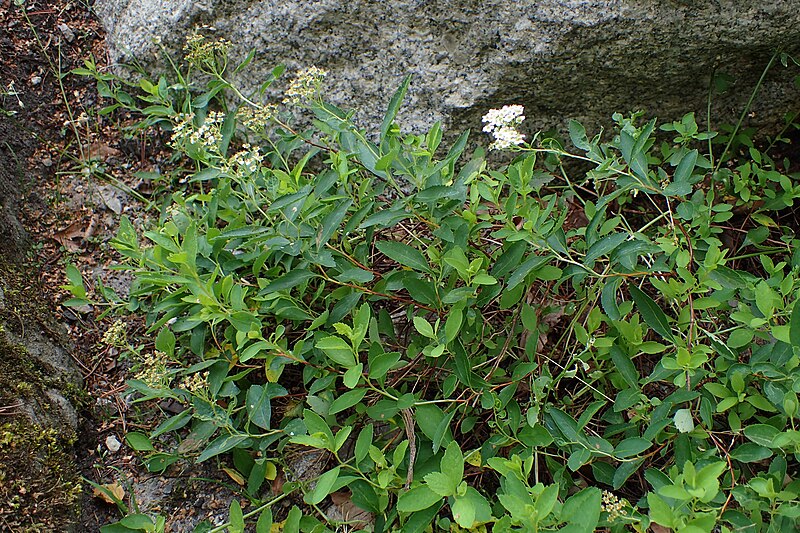 File:Spiraea decumbens kz02.jpg