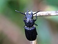 * Nomination The black longhorn beetle (Spondylis buprestoides), Latvia --AfroBrazilian 17:55, 8 July 2018 (UTC) * Promotion  Support Good quality. --Ermell 20:50, 13 July 2018 (UTC)