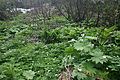 with Erythronium japonicum and Diphylleia grayi