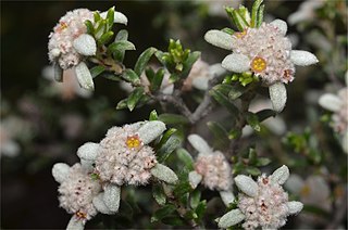 <i>Spyridium leucopogon</i> Species of shrub