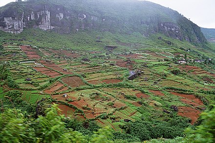 A vegetable farm revealing the way in which forest cover has been removed