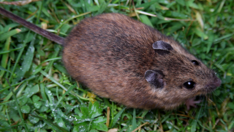 File:St Kilda field mouse (Apodemus sylvaticus hirtensis).png