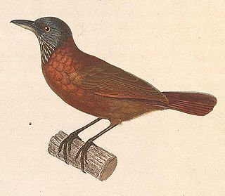 <span class="mw-page-title-main">Grey-headed babbler</span> Species of bird