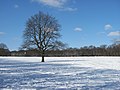 Die Große Wiese im Stadtpark Hamburg im Winter