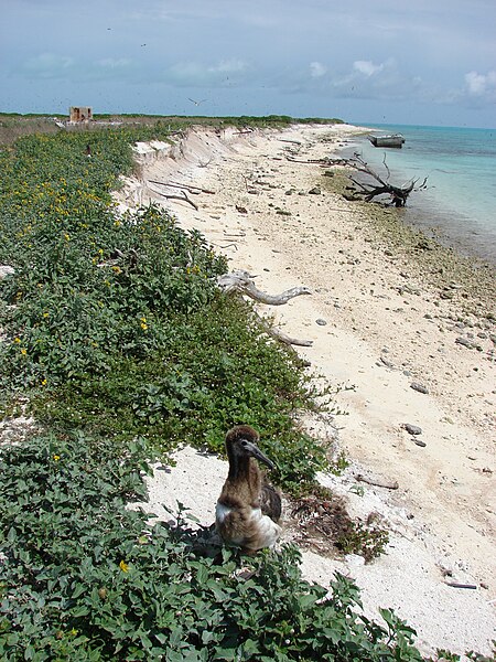 File:Starr 080605-6566 Boerhavia repens.jpg