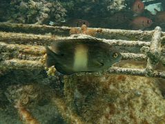 Dusky farmerfish (Stegastes nigricans)