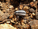 Namib desert beetle, Stenocara gracilipes