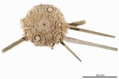 File:Stereocidaris ingolfiana - ECH-000365 hab-dor.tif (Category:Echinodermata in the Natural History Museum of Denmark)