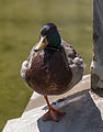 A male mallard at the fountain at the empress Elisabeth monument in the Volksgarten, Vienna