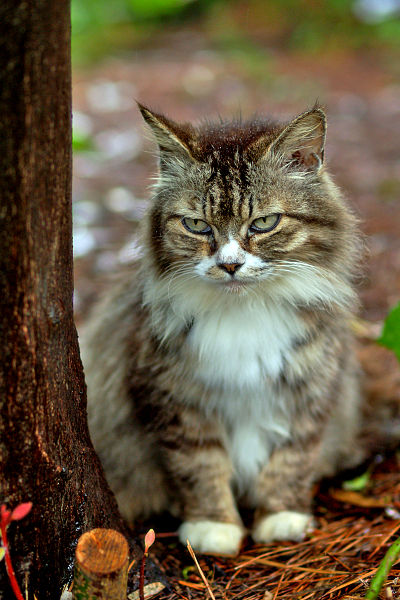 File:Stray cat can't get out of the rain...jpg