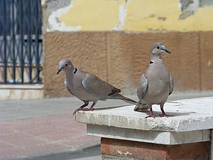 Streptopelia Decaocto