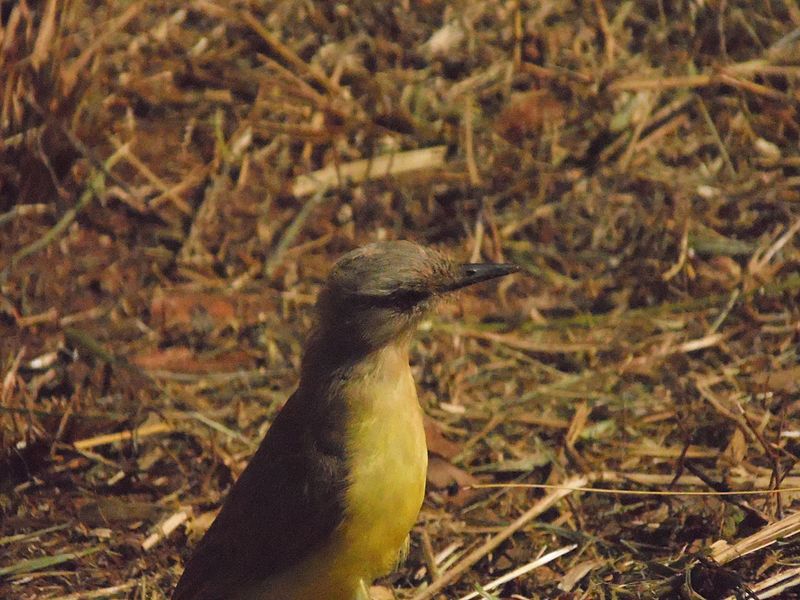 File:Suiriri cavaleirinho.jpg