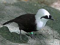 Laughingthrus, Sumatran Garrulax bicolor