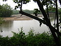 The wetlands of Sungei Buloh Wetland Reserve