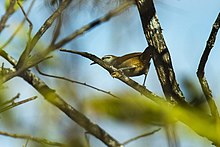 Superciliated Wren - Ecuador S4E9157 (17166675562).jpg