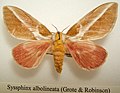 Syssphinx albolineata female