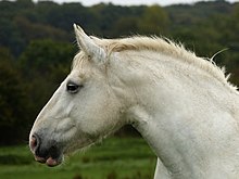 Tête du profil gauche d'un cheval