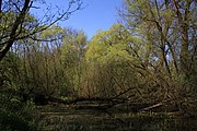 Naturschutzgebiet und Naturdenkmal "Tümpel an der Fliede