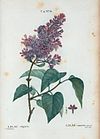 T2 61 Syringa vulgaris par Pierre-Joseph Redouté.jpeg