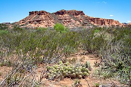 Tamarisk and cactus in the Sierra de las Quijadas national park