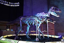 Tarbosaurus and Saurolophus skeletons that were smuggled to the US, and subsequently returned to Mongolia, at Central Museum of Mongolian Dinosaurs Tarbosaurus & Saurolophus.jpg