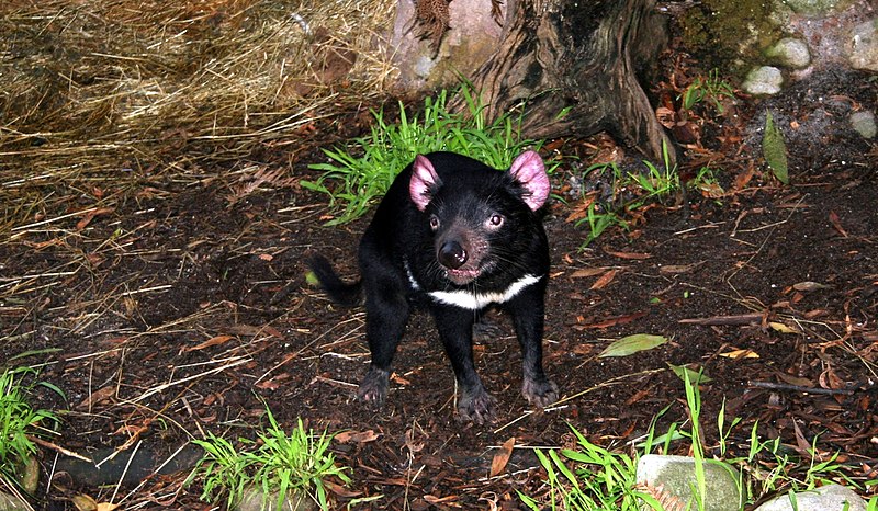 File:Tasmanian Devil.jpg