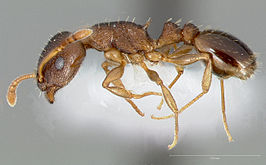 Temnothorax rudis