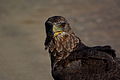 Kruger National Park, South Africa