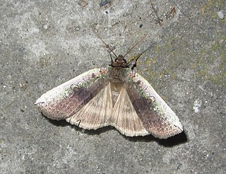 <i>Tethea oberthueri</i> Species of false owlet moth
