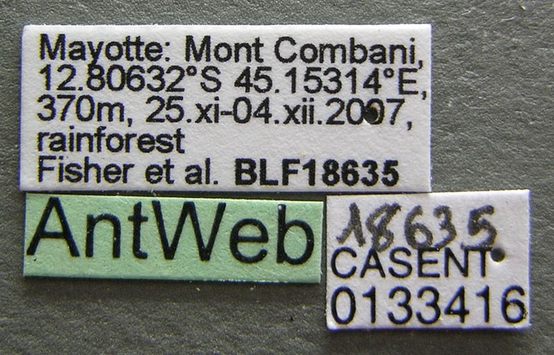 File:Tetramorium delagoense casent0133416 label 1.jpg