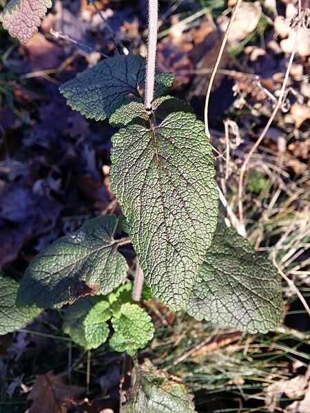 File:Teucrium scorodonia sl22.jpg