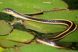 Couleuvre à jarretière de Santa Cruz (Thamnophis atratus)