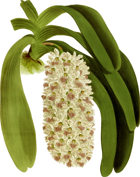 File:The Orchid Album-02-0027-0056-Saccolabium giganteum-crop.png