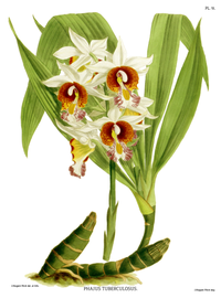 plate 91 Phaius tuberculosus Gastrorchis tuberculosa