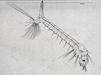 Drawing of a culicine mosquito larva The larva of a Culicine Mosquito hanging down from the surfa Wellcome V0022597.jpg