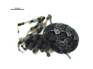 Theridion rabuni.jpg