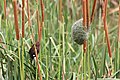 * Nomination Thick-billed weaver (Amblyospiza albifrons) in Zulu Nyala Game Reserve, South Africa --Bgag 00:01, 11 October 2018 (UTC) * Promotion Good quality. -- Johann Jaritz 02:04, 11 October 2018 (UTC)