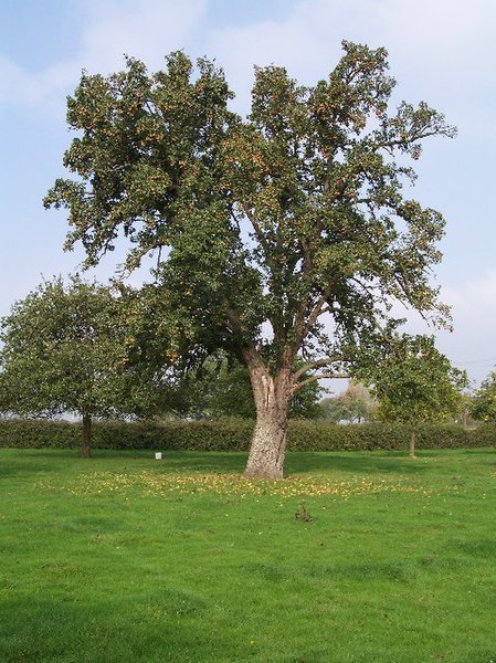 File:Three Hundred Year-Old Perry Tree, Awnells Farm - geograph.org.uk - 65699.jpg