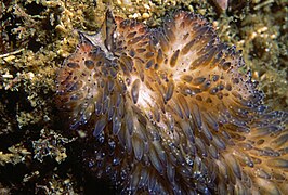 T. brocchii en Banyuls sur Mer, Mediterráneo francés.