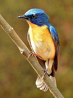 <span class="mw-page-title-main">Tickell's blue flycatcher</span> Species of bird