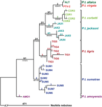 Tiger phylogenetic relationships, bootstrap values shown in branches. Tiger phylogenetic relationships.png