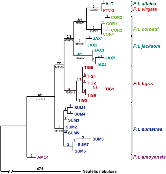Fil:Tiger phylogenetic relationships.png