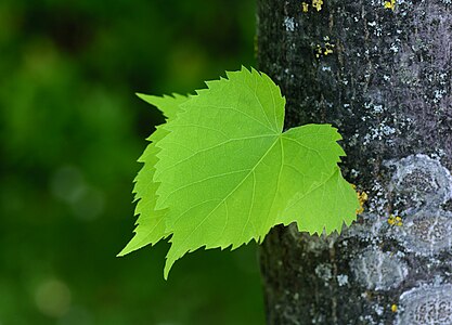 Leaves of a Lime tree