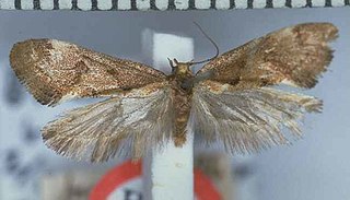 <i>Tingena brachyacma</i> Species of moth, endemic to New Zealand