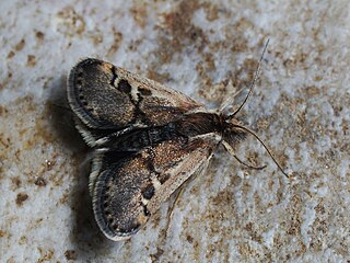 <i>Titanio normalis</i> Species of moth